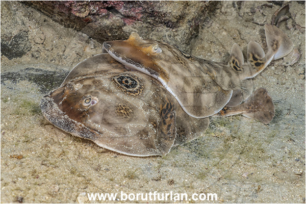 Isla Espirito Santo, Baja California, Sea of Cortez, Mexico, Pacific ocean, Diplobatis ommata, Diplobatis, Narcinidae, Elasmobranchii, Bullseye electric ray, Stingray, Fish, Mating