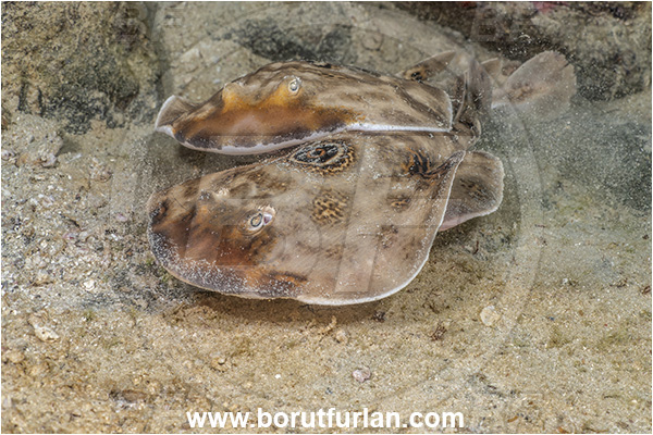 Isla Espirito Santo, Baja California, Sea of Cortez, Mexico, Pacific ocean, Diplobatis ommata, Diplobatis, Narcinidae, Elasmobranchii, Bullseye electric ray, Stingray, Fish, Mating