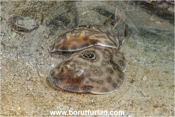 Isla Espirito Santo, Baja California, Sea of Cortez, Mexico, Pacific ocean, Diplobatis ommata, Diplobatis, Narcinidae, Elasmobranchii, Bullseye electric ray, Stingray, Fish, Mating