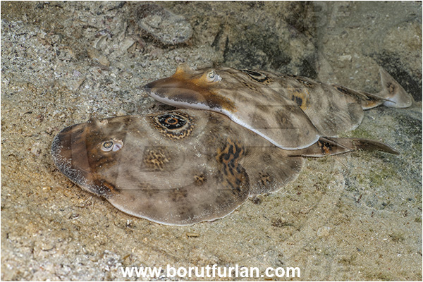 Isla Espirito Santo, Baja California, Sea of Cortez, Mexico, Pacific ocean, Diplobatis ommata, Diplobatis, Narcinidae, Elasmobranchii, Bullseye electric ray, Stingray, Fish, Mating