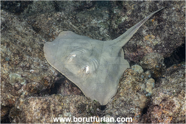 Isla Espirito Santo, Baja California, Sea of Cortez, Mexico, Pacific ocean, Urobatis halleri, Urobatis, Urotrygonidae, Elasmobranchii, Round stingray, Stingray, Fish