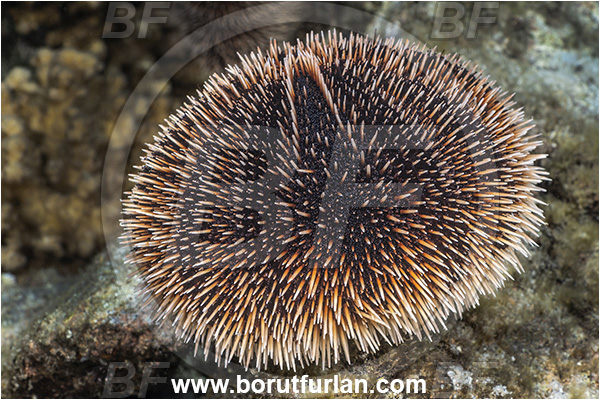 Sea of Cortez, La Paz, Baja California, Mexico, Pacific ocean, Tripneustes depressus, Tripneustes, Toxopneustidae, White Sea Urchin, Sea Urchin, Echinoidea, Echinodermata, Echinoderm