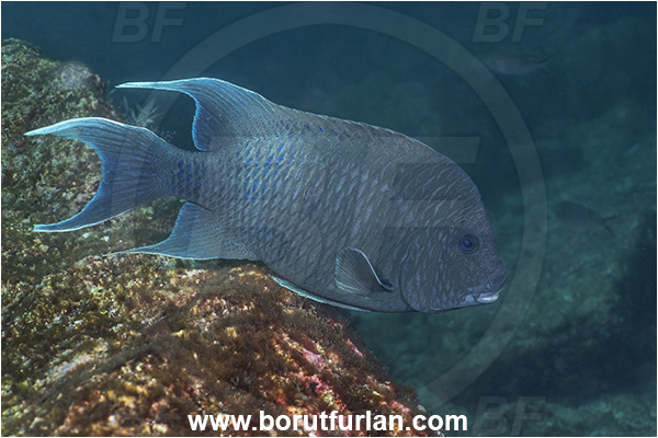 Isla Espiritu Santo, La Paz, Baja California, Sea of Cortez, Mexico, Pacific ocean, Microspathodon dorsalis, Microspathodon, Pomacentridae, Giant damselfish, Damselfish, Fish