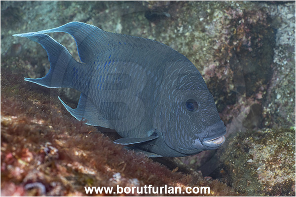 Isla Espiritu Santo, La Paz, Baja California, Sea of Cortez, Mexico, Pacific ocean, Microspathodon dorsalis, Microspathodon, Pomacentridae, Giant damselfish, Damselfish, Fish