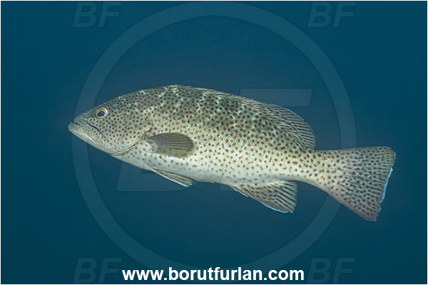 Baja California, Fish, Grouper, Isla Partida, Leopard goruper, Mexico, Mycteroperca, Mycteroperca rosacea, Pacific ocean, Sea of Cortez, Serranidae