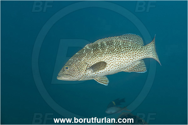 Baja California, Fish, Grouper, Isla Partida, Leopard goruper, Mexico, Mycteroperca, Mycteroperca rosacea, Pacific ocean, Sea of Cortez, Serranidae