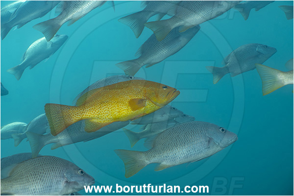 Baja California, Fish, Grouper, Isla Partida, Leopard goruper, Mexico, Mycteroperca, Mycteroperca rosacea, Pacific ocean, Sea of Cortez, Serranidae, Yellow variant