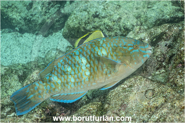 Baja California, Blue-barred parrotfish, Bluechin parrotfish, Fish, Isla Partida, La Paz, Mexico, Pacific ocean, Parrotfish, Scaridae, Scarus, Scarus ghobban, Sea of Cortez