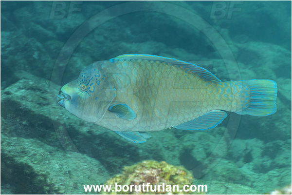 Baja California, Scarus perrico, Scarus, Scaridae, Bumphead parrotfish, Parrotfish, Fish, Isla Partida, La Paz, Mexico, Pacific ocean, Parrotfish, Scaridae, Sea of Cortez