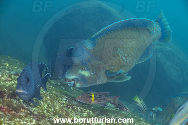 Baja California, Scarus perrico, Scarus, Scaridae, Bumphead parrotfish, Parrotfish, Fish, Isla Partida, La Paz, Mexico, Pacific ocean, Parrotfish, Scaridae, Sea of Cortez