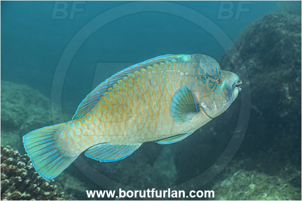Baja California, Scarus perrico, Scarus, Scaridae, Bumphead parrotfish, Parrotfish, Fish, Isla Partida, La Paz, Mexico, Pacific ocean, Parrotfish, Scaridae, Sea of Cortez