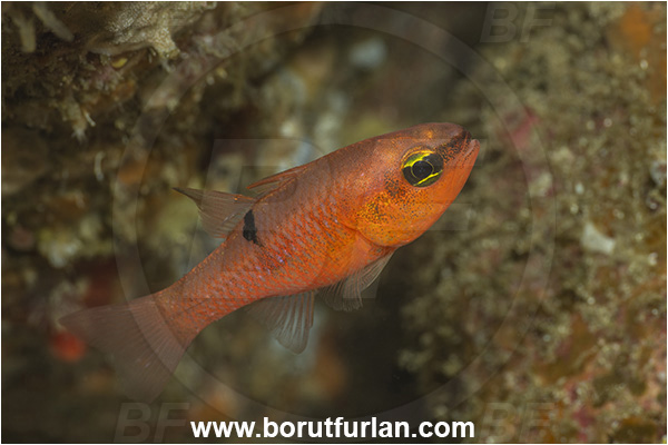 Apogon, Apogon pacificus, Apogonidae, Baja California, Cardinalfish, Fish, Isla Espiritu Santo, La Paz, Mexico, Pacific ocean, Pink cardinalfish, Sea of Cortez