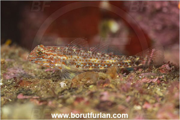 Baja California, Coryphopterus, Coryphopterus urospilus, Fish, Gobiidae, Goby, La Paz, Mexico, Pacific ocean, Redlight goby, Isla Espirito Santo, Sea of Cortez