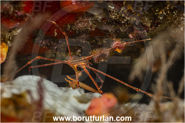 Baja California, Crab, Crustacea, Crustacean, Inachoididae, La Paz, Mexico, Pacific ocean, Panamic Arrow Crab, Sea of Cortez, Stenorhynchus, Stenorhynchus debilis, Isla Espiritu Santo