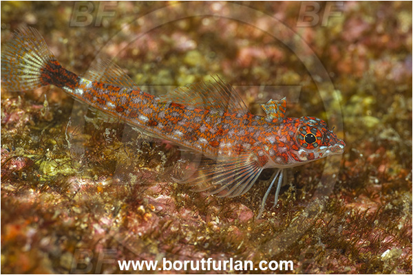 Baja California, Crocodilichthys, Crocodilichthys gracilis, Fish, Isla Partida, Lizard triplefin, Mexico, Pacific ocean, Sea of Cortez, Triplefin, Tripterygiidae