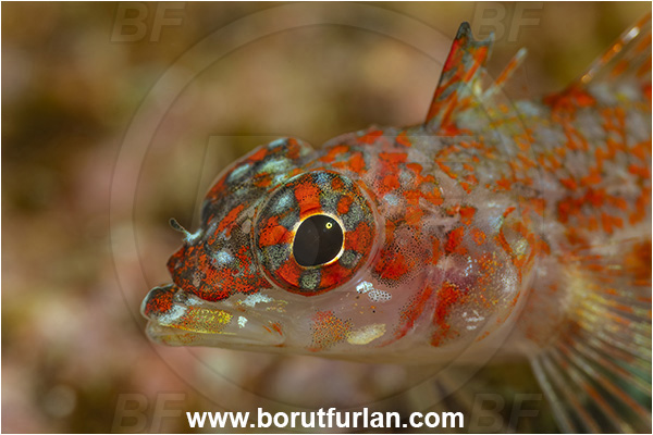 Baja California, Crocodilichthys, Crocodilichthys gracilis, Fish, Isla Partida, Lizard triplefin, Mexico, Pacific ocean, Sea of Cortez, Triplefin, Tripterygiidae, Portrait