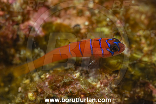 Isla Espirito Santo, La Paz, Baja California, Sea of Cortez, Mexico, Pacific ocean, Lythrypnus dalli, Lythrypnus, Gobiidae, Bluebanded goby, Goby, Fish