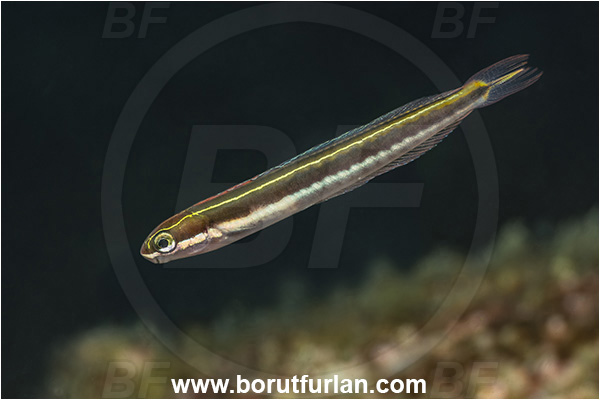 Baja California, Blenniidae, Blenny, Fish, Isla Espiritu Santo, La Paz, Mexico, Pacific ocean, Plagiotremus, Plagiotremus azaleus, Sabertooth blenny, Sea of Cortez