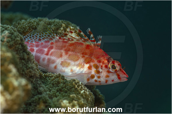 Baja California, Cirrhitichthys, Cirrhitichthys oxycephalus, Cirrhitidae, Coral hawkfish, Fish, Hawkfish, Isla Espiritu Santo, Mexico, Pacific ocean, Sea of Cortez