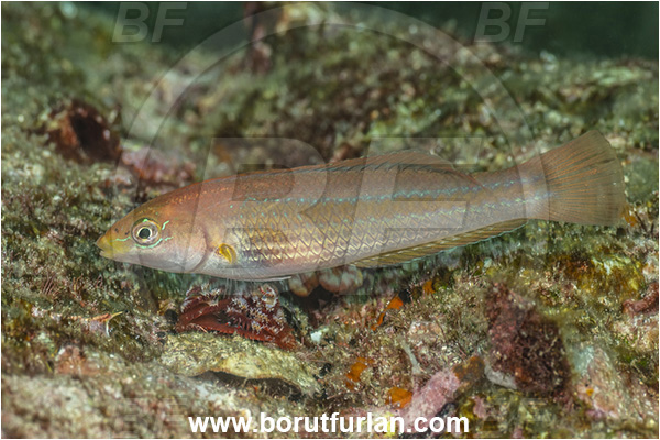 Baja California, Chameleon wrasse, Fish, Halichoeres, Halichoeres dispilus, Isla Ballena, Isla Espiritu Santo, Juvenile, La Paz, Labridae, Mexico, Pacific ocean, Sea of Cortez, Wrasse