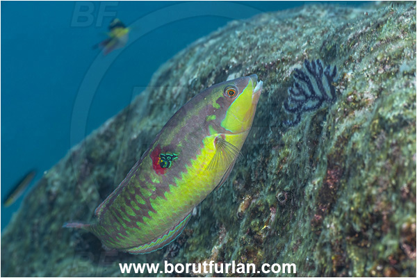 Isla Espirito Santo, La Paz, Baja California, Sea of Cortez, Mexico, Pacific ocean, Halichoeres chierchiae, Halichoeres, Labridae, Wounded wrasse, Fish, Wrasse, Reef