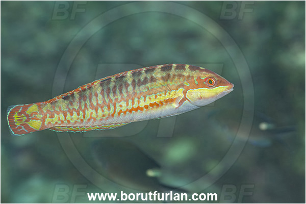 Isla Espirito Santo, La Paz, Baja California, Sea of Cortez, Mexico, Pacific ocean, Halichoeres chierchiae, Halichoeres, Labridae, Wounded wrasse, Fish, Wrasse