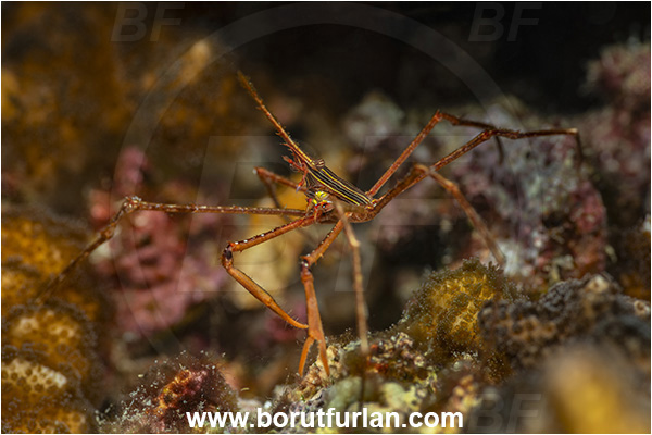 Baja California, Crab, Crustacea, Crustacean, Inachoididae, La Paz, Mexico, Pacific ocean, Panamic Arrow Crab, Sea of Cortez, Stenorhynchus, Stenorhynchus debilis, Isla Espiritu Santo