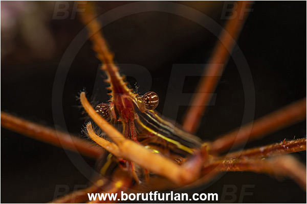 Baja California, Crab, Crustacea, Crustacean, Inachoididae, La Paz, Mexico, Pacific ocean, Panamic Arrow Crab, Sea of Cortez, Stenorhynchus, Stenorhynchus debilis, Isla Espiritu Santo, Portrait