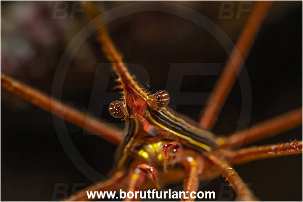 Baja California, Crab, Crustacea, Crustacean, Inachoididae, La Paz, Mexico, Pacific ocean, Panamic Arrow Crab, Sea of Cortez, Stenorhynchus, Stenorhynchus debilis, Isla Espiritu Santo, Portrait