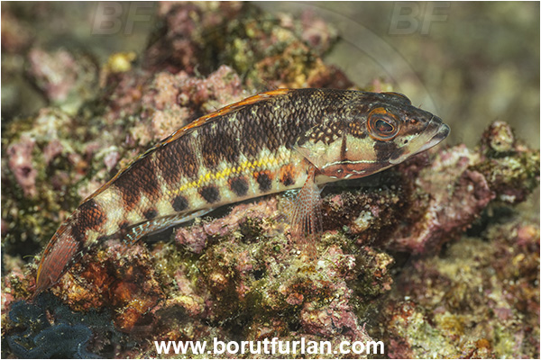 Baja California, Barred serrano, Fish, Grouper, Isla Espiritu Santo, La Paz, Mexico, Pacific ocean, Sea of Cortez, Serranidae, Serranus, Serranus psittacinus
