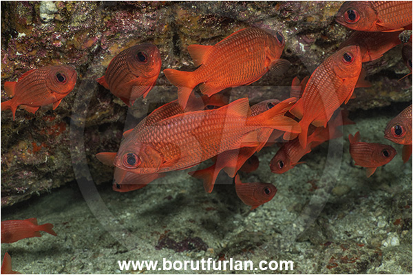 Baja California, Fish, Fish school, Holocentridae, Isla Espiritu Santo, La Paz, Mexico, Myripristis, Myripristis leiognathus, Pacific ocean, Panamic soldierfish, Sea of Cortez, Soldierfish