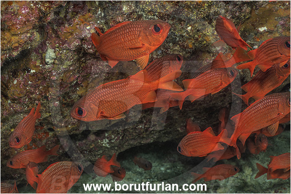 Baja California, Fish, Fish school, Holocentridae, Isla Espiritu Santo, La Paz, Mexico, Myripristis, Myripristis leiognathus, Pacific ocean, Panamic soldierfish, Sea of Cortez, Soldierfish