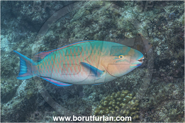 Baja California, Blue-barred parrotfish, Bluechin parrotfish, Fish, Isla Espiritu Santo, La Paz, Mexico, Pacific ocean, Parrotfish, Scaridae, Scarus, Scarus ghobban, Sea of Cortez
