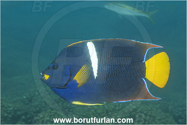 Baja California, Isla Espiritu Santo, La Paz, Mexico, Pacific ocean, Holacanthus passer, Holacanthus, Pomacanthidae, King angelfish, Angelfish, Fish, Sea of Cortez
