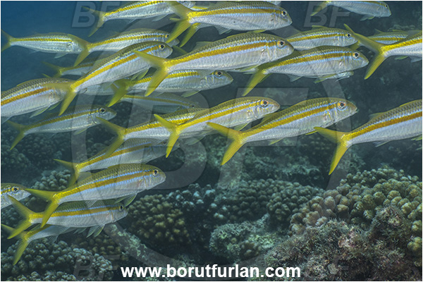 Baja California, Fish, Goatfish, Isla Espiritu Santo, La Paz, Mexican goatfish, Mexico, Mullidae, Mulloidichthys, Mulloidichthys dentatus, Pacific ocean, Sea of Cortez, Fish school
