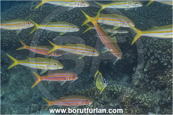 Baja California, Fish, Goatfish, Isla Espiritu Santo, La Paz, Mexican goatfish, Mexico, Mullidae, Mulloidichthys, Mulloidichthys dentatus, Pacific ocean, Sea of Cortez, Fish school