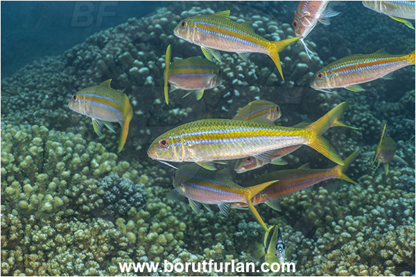 Baja California, Fish, Goatfish, Isla Espiritu Santo, La Paz, Mexican goatfish, Mexico, Mullidae, Mulloidichthys, Mulloidichthys dentatus, Pacific ocean, Sea of Cortez, Fish school