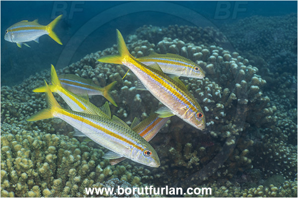 Baja California, Fish, Goatfish, Isla Espiritu Santo, La Paz, Mexican goatfish, Mexico, Mullidae, Mulloidichthys, Mulloidichthys dentatus, Pacific ocean, Sea of Cortez, Fish school