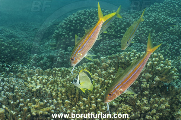Baja California, Fish, Goatfish, Isla Espiritu Santo, La Paz, Mexican goatfish, Mexico, Mullidae, Mulloidichthys, Mulloidichthys dentatus, Pacific ocean, Sea of Cortez