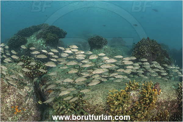Baja California, Fish, Fish school, Grunt, Haemulidae, Haemulon, Haemulon maculicauda, Cabo Pulmo, Mexico, Pacific ocean, Sea of Cortez, Spottail grunt, Reef