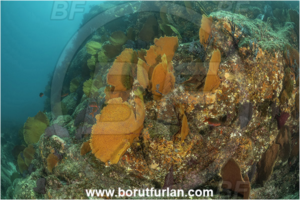 Baja California, Cabo Pulmo, Mexico, Sea of Cortez, Pacific ocean, Pacifigorgia adamsii, Pacifigorgia, Gorgoniidae, Red Sea Fan, Gorgonian, Sea fan, Coral, Cnidaria, Cnidarian, Reef