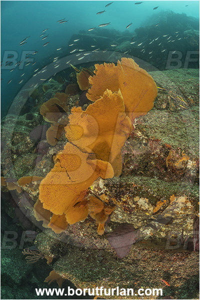 Baja California, Cabo Pulmo, Mexico, Sea of Cortez, Pacific ocean, Pacifigorgia adamsii, Pacifigorgia, Gorgoniidae, Red Sea Fan, Gorgonian, Sea fan, Coral, Cnidaria, Cnidarian, Reef
