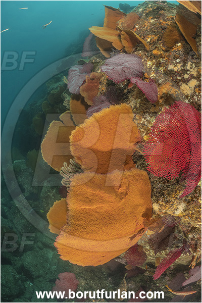 Baja California, Cabo Pulmo, Mexico, Sea of Cortez, Pacific ocean, Pacifigorgia adamsii, Pacifigorgia, Gorgoniidae, Red Sea Fan, Gorgonian, Sea fan, Coral, Cnidaria, Cnidarian, Reef