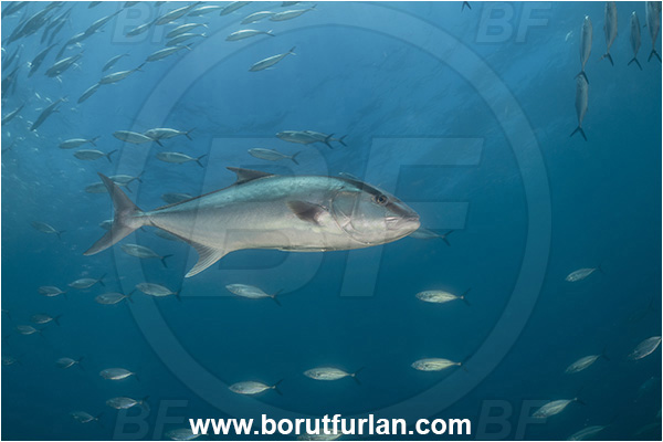 Cabo Pulmo, Baja California, Sea of Cortez, Mexico, Pacific ocean, Seriola dumerili, Seriola, Carangidae, Greater Amberjack, Amberjack, Jack, Fish, Fish school