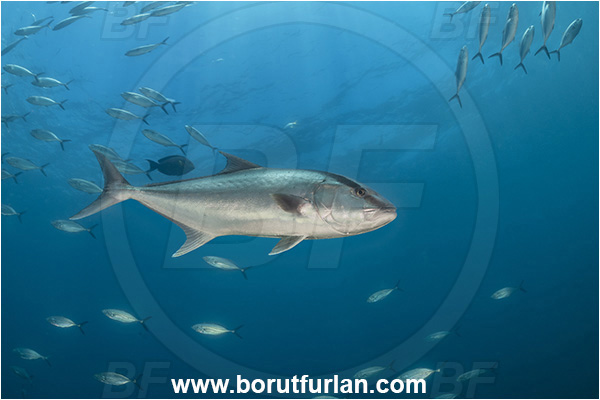 Cabo Pulmo, Baja California, Sea of Cortez, Mexico, Pacific ocean, Seriola dumerili, Seriola, Carangidae, Greater Amberjack, Amberjack, Jack, Fish, Fish school