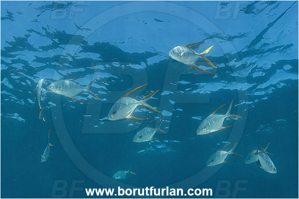 Cabo Pulmo, Baja California, Sea of Cortez, Mexico, Pacific ocean, Trachinotus rhodopus, Trachinotus, Carangidae, Gafftopsail pompano, Pompano, Fish, Fish school
