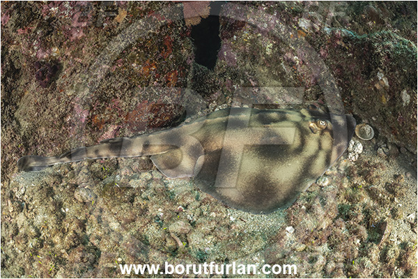 Cabo Pulmo, Baja California, Sea of Cortez, Mexico, Pacific ocean, Zapteryx exasperata, Zapteryx, Trygonorrhinidae, Elasmobranchii, Banded guitarfish, Guitarfish, Fish
