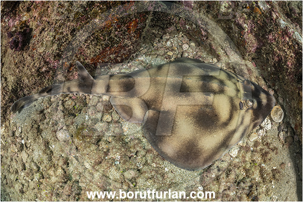 Cabo Pulmo, Baja California, Sea of Cortez, Mexico, Pacific ocean, Zapteryx exasperata, Zapteryx, Trygonorrhinidae, Elasmobranchii, Banded guitarfish, Guitarfish, Fish