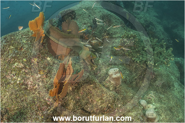 Cabo Pulmo, Baja California, Sea of Cortez, Mexico, Pacific ocean, Gymnothorax castaneus, Gymnothorax, Muraenidae, Panamic green moray, Moray, Fish, Reef