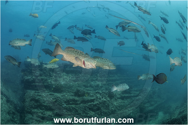 Baja California, Fish, Grouper, Cabo Pulmo, Leopard goruper, Mexico, Mycteroperca, Mycteroperca rosacea, Pacific ocean, Sea of Cortez, Serranidae, Fish school